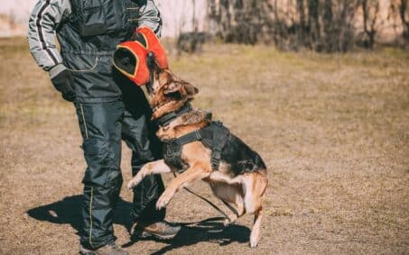 Alsatian Wolf Dog Biting Sleeve During Training.