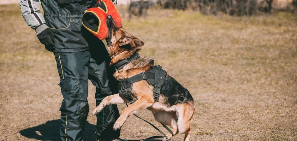 Alsatian Wolf Dog Biting Sleeve During Training.
