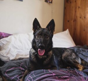 belgian malinois lying on the bed