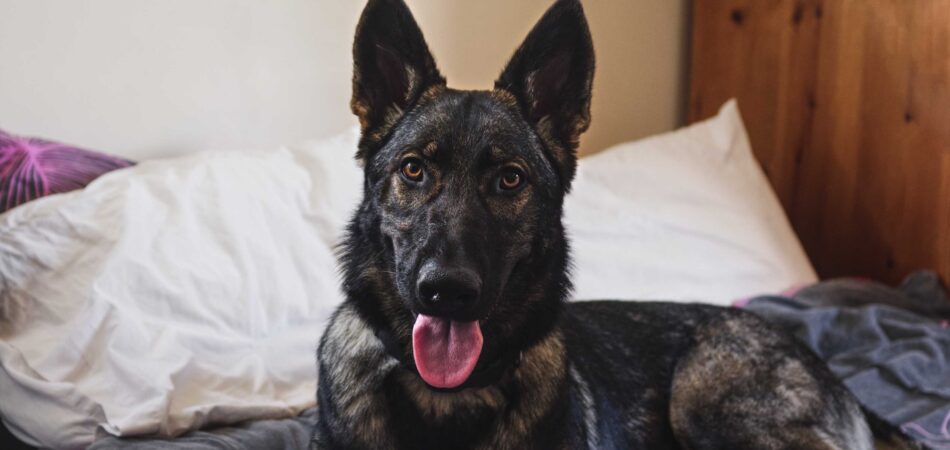 belgian malinois lying on the bed