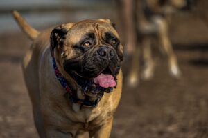 A closeup of a Bullmastiff dog walking and panting at a dog park