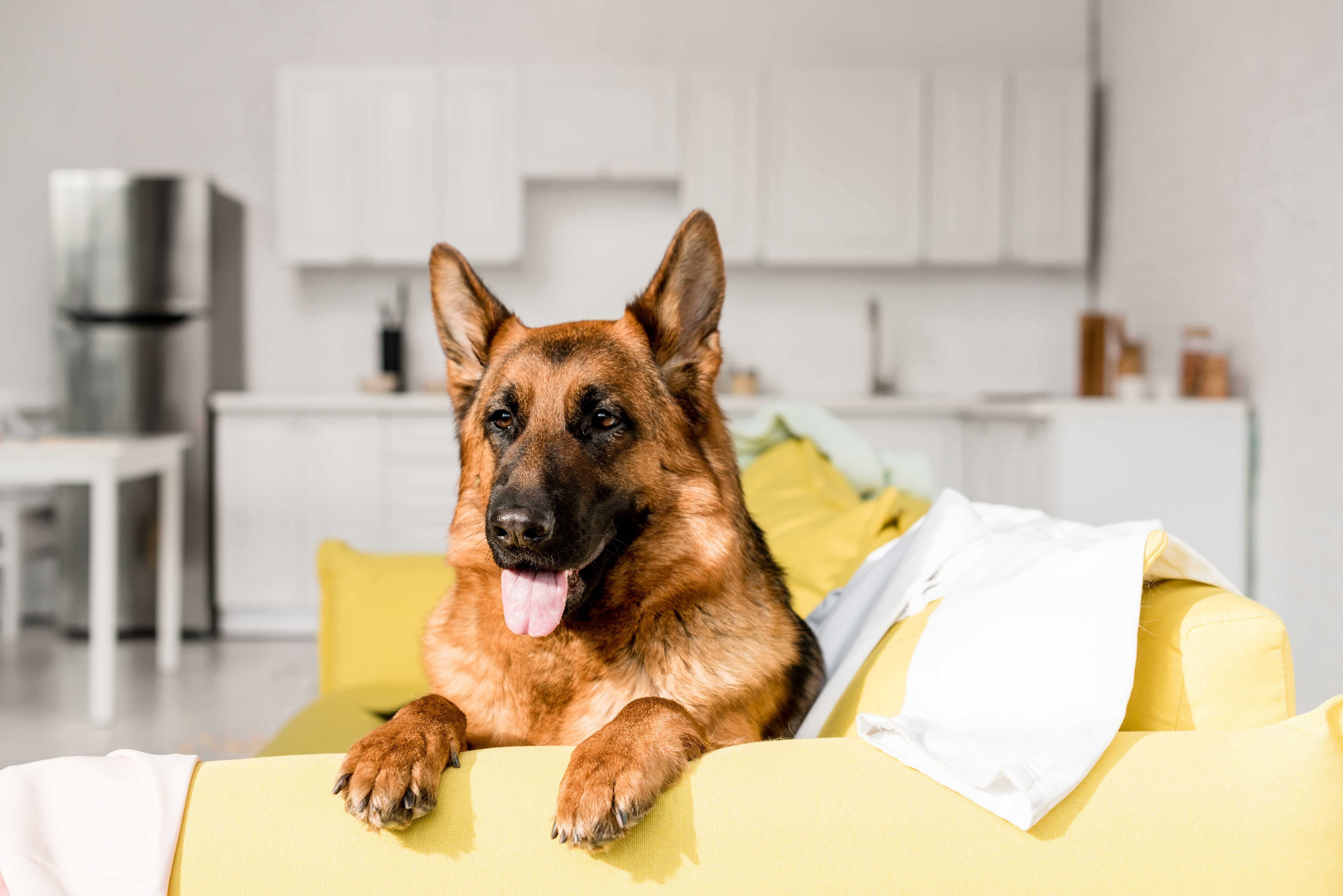 german shepherd lying on couch
