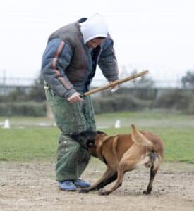 young belgian shepherd training in the nature for security