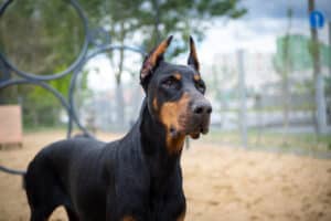 Portrait of a Doberman. Filmed on a training ground, walking for dogs.