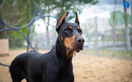 Portrait of a Doberman. Filmed on a training ground, walking for dogs.