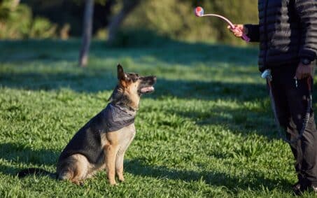training protection dogs