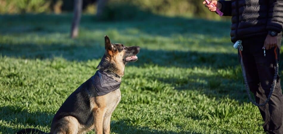 training protection dogs