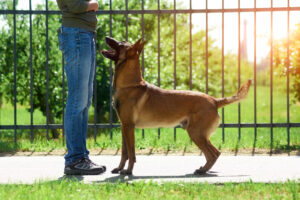 The dog is standing nearby its owner. The dog thinking it's deserve some reward.