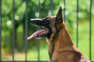 The shepherd dog is yawning. The dog is pulling out its tongue.