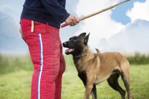 young belgian shepherd training in the nature for security