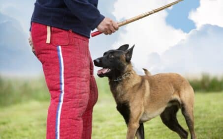young belgian shepherd training in the nature for security