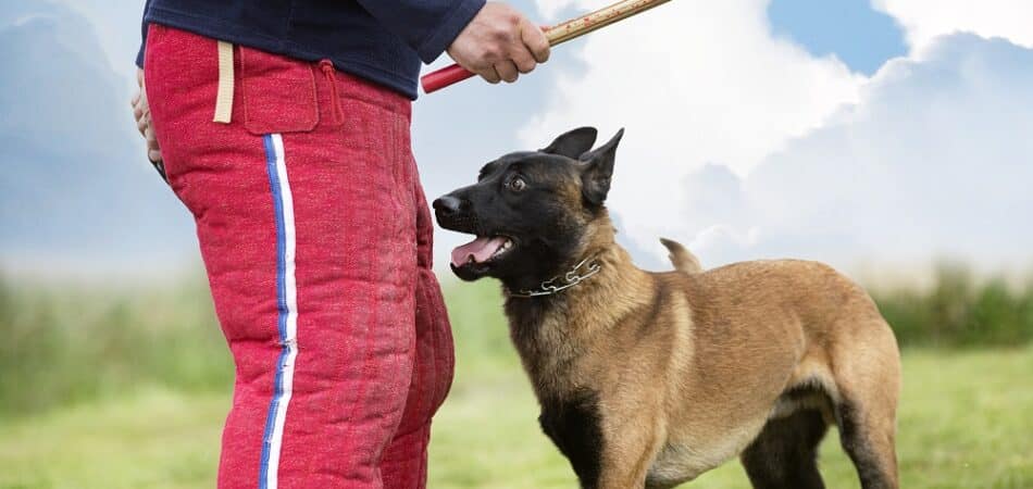young belgian shepherd training in the nature for security