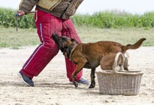 young belgian shepherd training in the nature for security