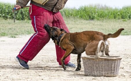 young belgian shepherd training in the nature for security