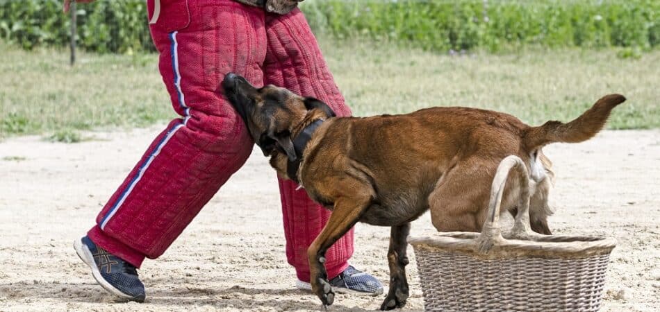 young belgian shepherd training in the nature for security