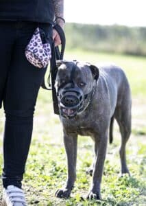 training of italian mastiff for obedience and muzzle
