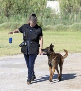 young belgian shepherd training in the nature for security