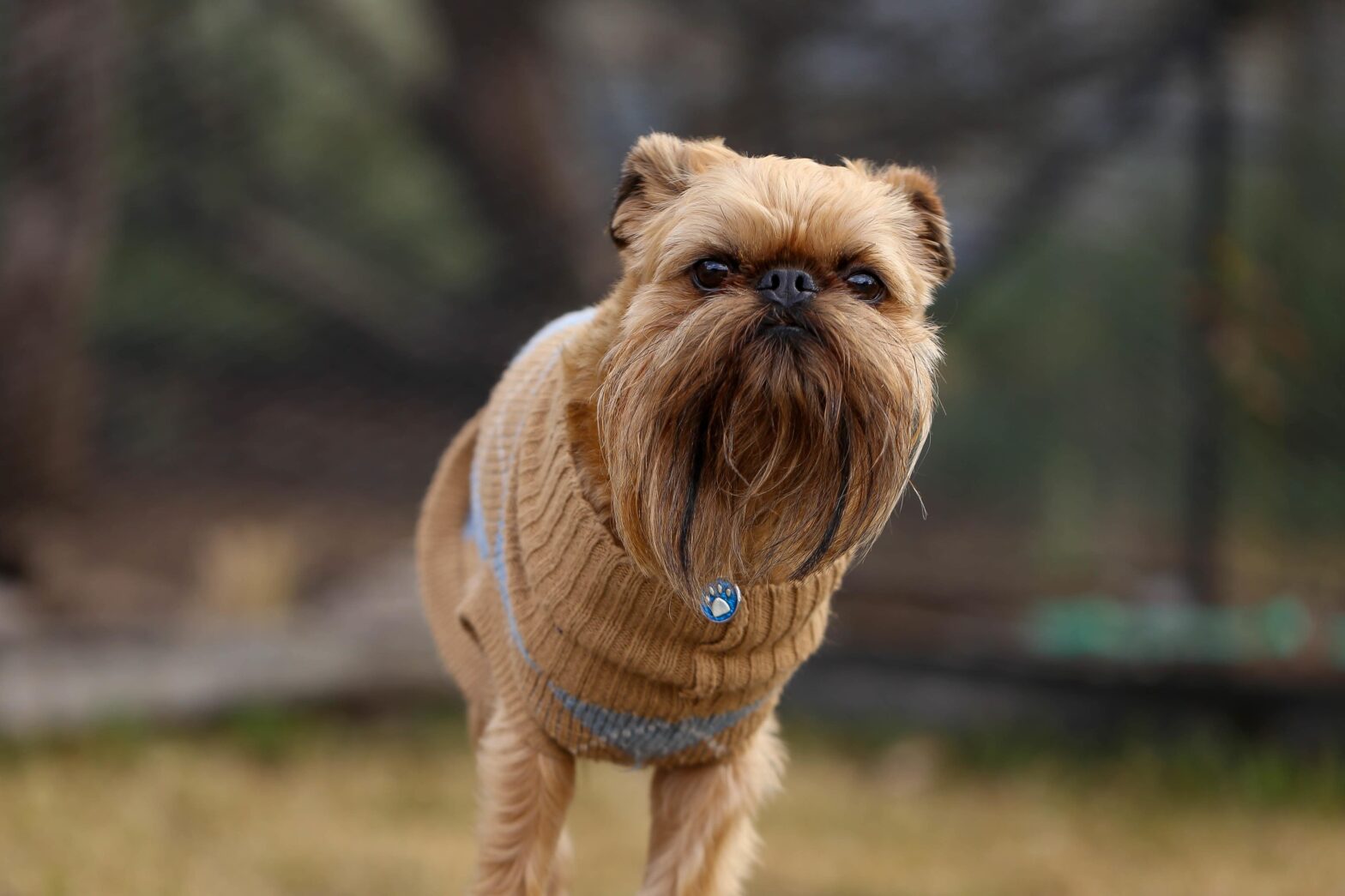 Top 13 Small Guard Dog Breeds for Home Protection | Vanguard Protection ...