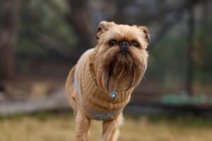 adorable-brussels-griffon-dog-in-a-park-2025-02-02-20-06-50-utc-min