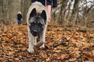 American Akita dog walks with its owner in the autumn park, an adult dog looks at the camera. Selective focus on the eyes.