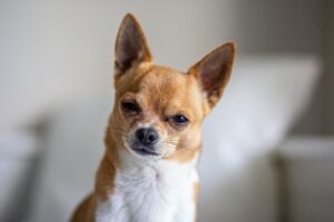 brown-chihuahua-2024-09-06-01-50-24-utc-min