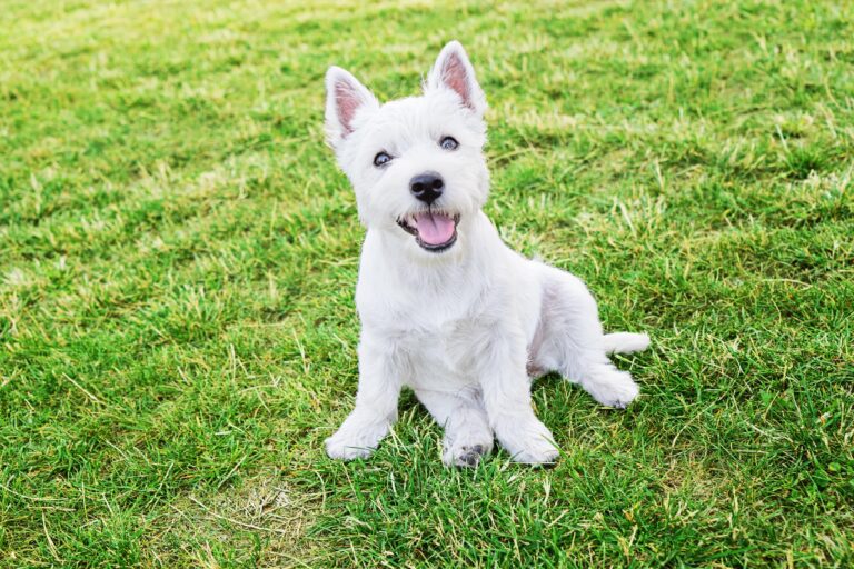 Top 13 Small Guard Dog Breeds for Home Protection | Vanguard Protection ...