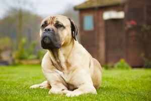 dog-in-the-garden-2025-02-16-09-39-36-utc-min