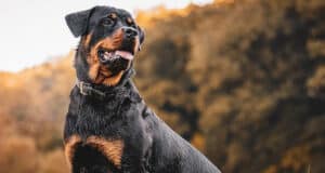 elite-home-security-img