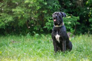 italian-cane-corso-dog-sitting-on-green-grass-outd-2024-12-02-14-20-29-utc-min