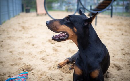 portrait-of-a-doberman-2025-01-08-05-00-40-utc-min