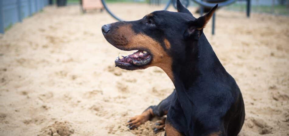 portrait-of-a-doberman-2025-01-08-05-00-40-utc-min