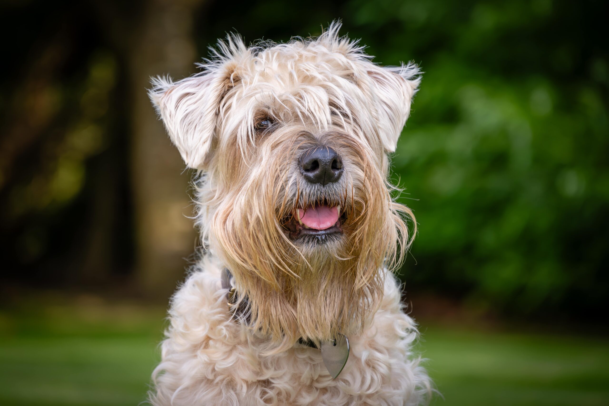 soft-coated-wheaten-terrier-2024-12-05-22-55-09-utc-min