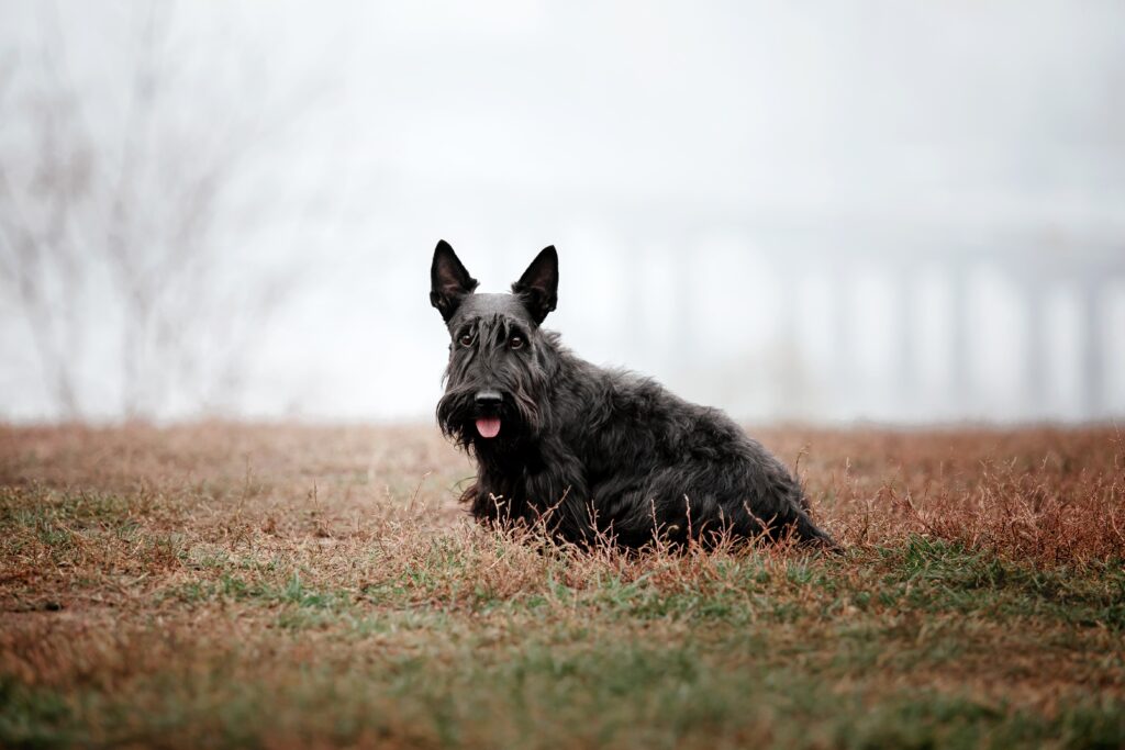 Stunning Tiny Guard Dogs For Small Apartments With Strong Loyalty image