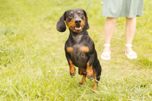 woman walks with the dog on a leash in on the park . dachshund near a woman's feet.