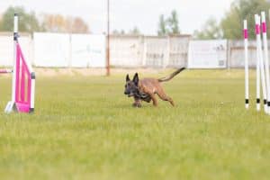 dog-jumps-over-a-hurdle-of-an-agility-course-agil-2025-03-27-03-40-40-utc