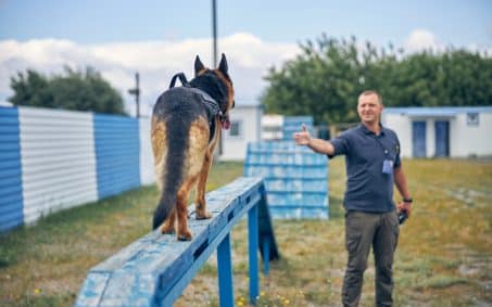 Smiling man handler extending hand while German Shepherd dog walking on bench
