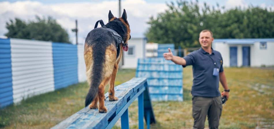 Smiling man handler extending hand while German Shepherd dog walking on bench