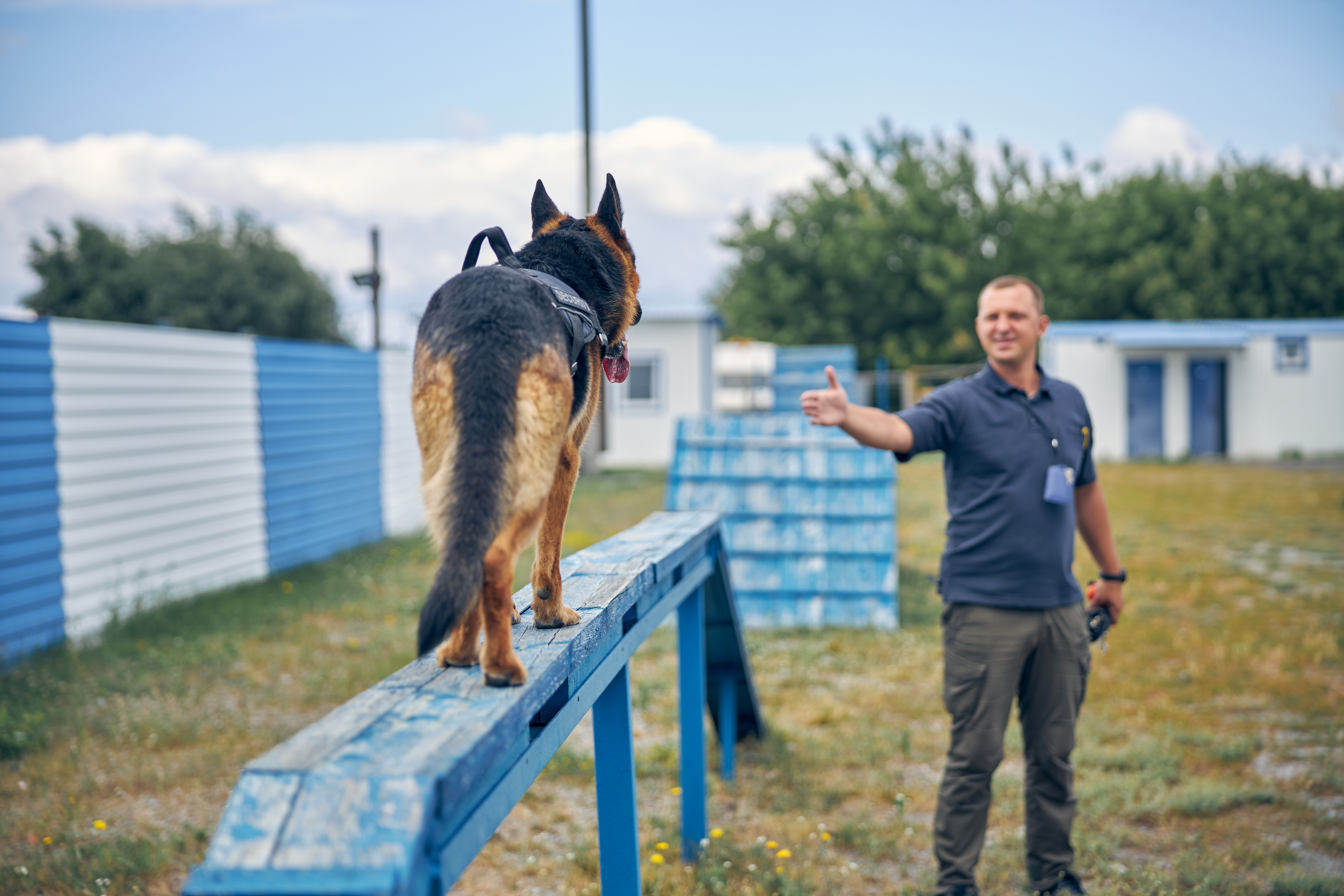 Smiling man handler extending hand while German Shepherd dog walking on bench