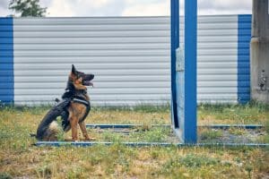 German Shepherd dog with red and black coat sitting on grass on front of training frame