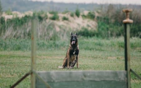 working-dog-dog-training-police-guard-dog-dog-2025-03-27-03-41-26-utc