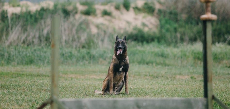 working-dog-dog-training-police-guard-dog-dog-2025-03-27-03-41-26-utc