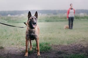 working-dog-dog-training-police-guard-dog-dog-2025-04-02-09-04-35-utc-min