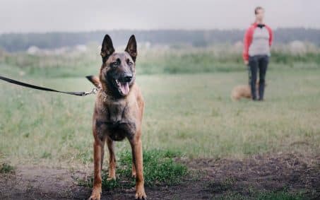 working-dog-dog-training-police-guard-dog-dog-2025-04-02-09-04-35-utc-min
