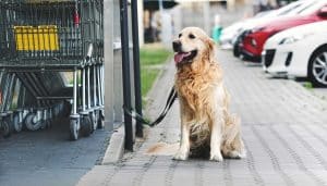 golden retriever dog waiting owner at street
