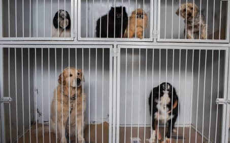 dogs in cage next to each other