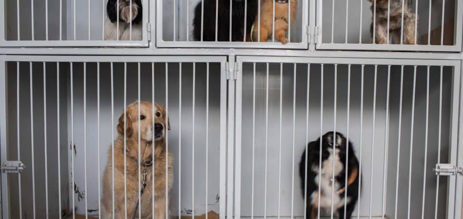 dogs in cage next to each other