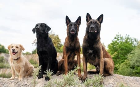 Four dogs, including a light-colored retriever and three dark-colored companions, sit side by side outdoors on uneven ground with greenery in the background, as if awaiting their next Protection Dog Training command.
