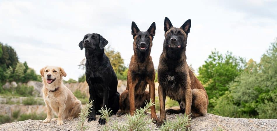Four dogs, including a light-colored retriever and three dark-colored companions, sit side by side outdoors on uneven ground with greenery in the background, as if awaiting their next Protection Dog Training command.