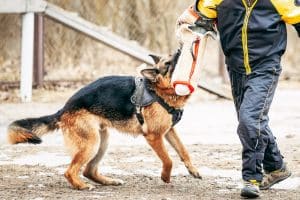 During a Protection Dog Training session outdoors, a German Shepherd wearing a harness bites a padded sleeve worn by a person in protective gear, practicing quick response like the 5 Second Rule.