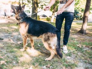 man and dog with leash in the lawn